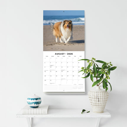 Collies 2026 Premium Square Wall Calendar