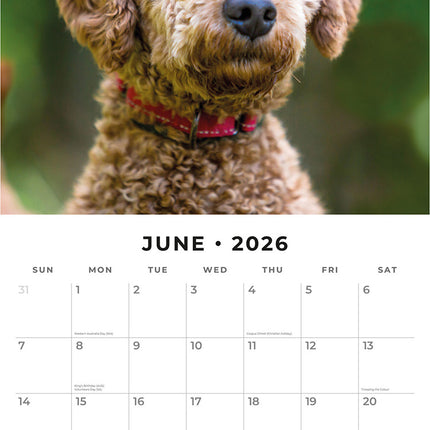 Crossbreeds 2026 Premium Square Wall Calendar