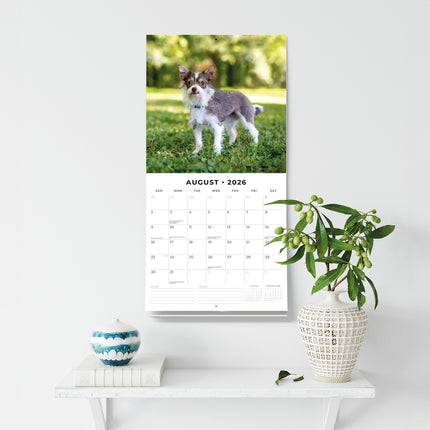 Crossbreeds 2026 Premium Square Wall Calendar