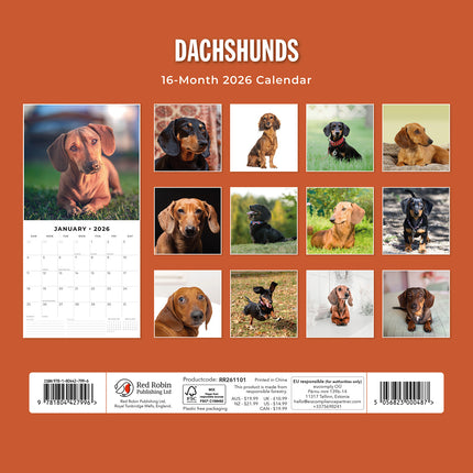 Dachshunds 2026 Premium Square Wall Calendar