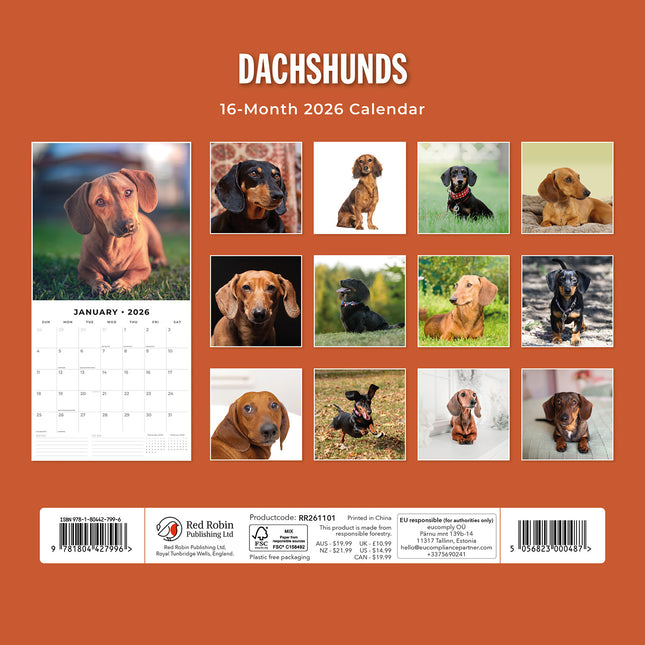Dachshunds 2026 Premium Square Wall Calendar