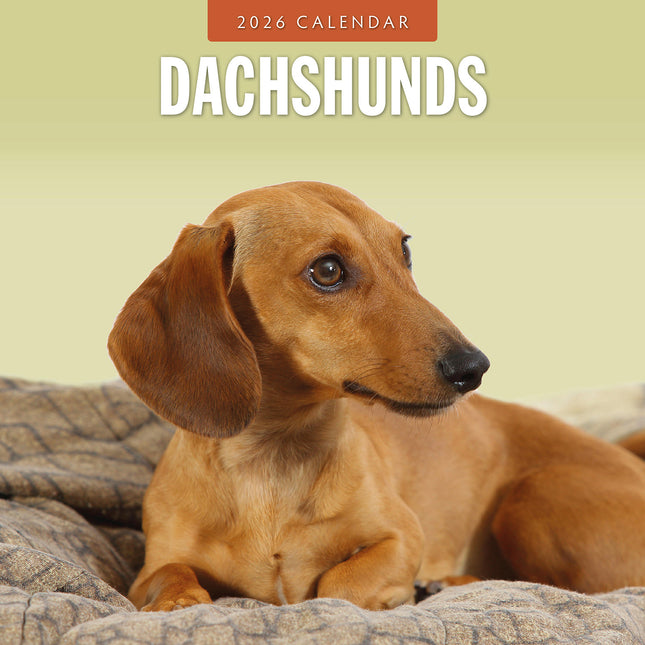 Dachshunds 2026 Premium Square Wall Calendar