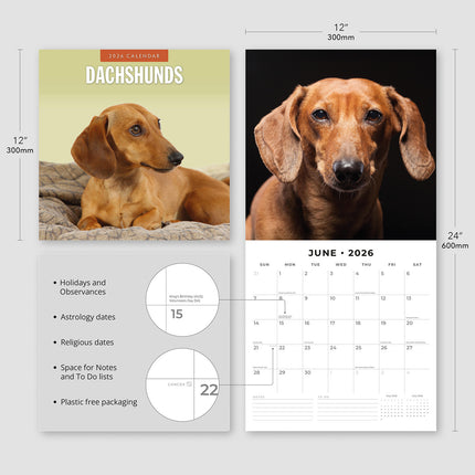 Dachshunds 2026 Premium Square Wall Calendar