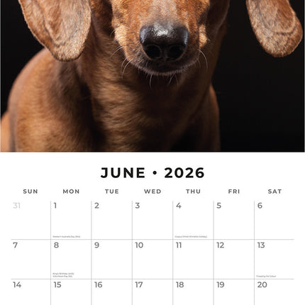 Dachshunds 2026 Premium Square Wall Calendar
