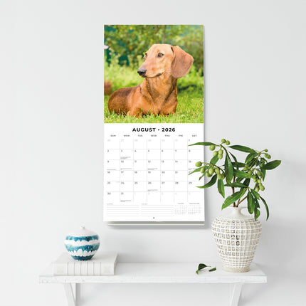 Dachshunds 2026 Premium Square Wall Calendar
