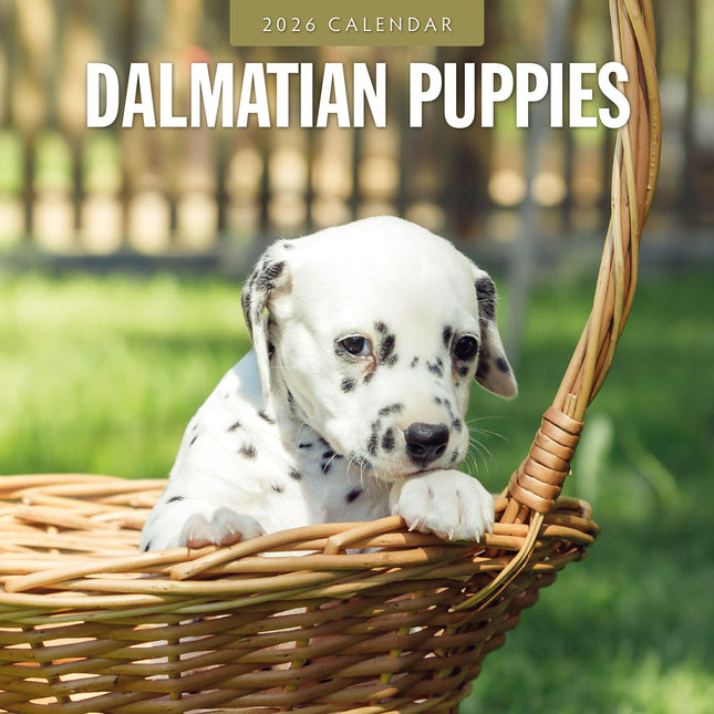 Dalmatian Puppies 2026 Premium Square Wall Calendar