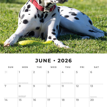 Dalmatian Puppies 2026 Premium Square Wall Calendar