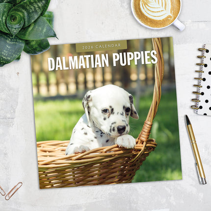 Dalmatian Puppies 2026 Premium Square Wall Calendar