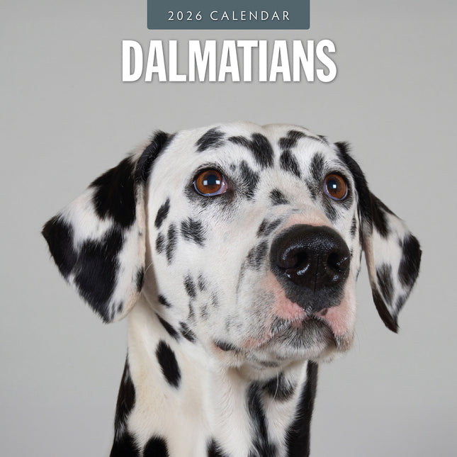 Dalmatians 2026 Premium Square Wall Calendar