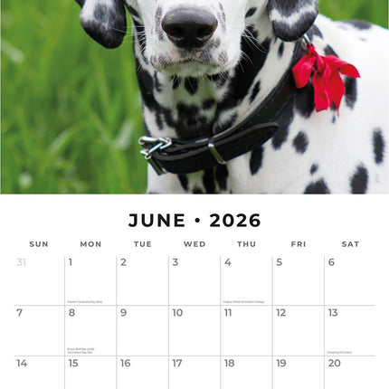 Dalmatians 2026 Premium Square Wall Calendar