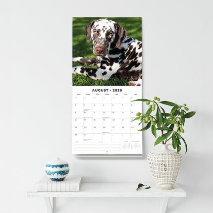 Dalmatians 2026 Premium Square Wall Calendar