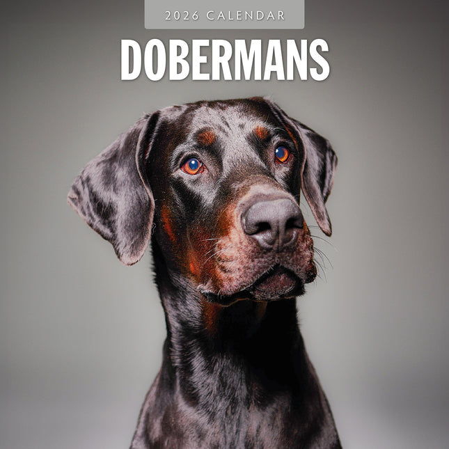 Dobermans 2026 Premium Square Wall Calendar