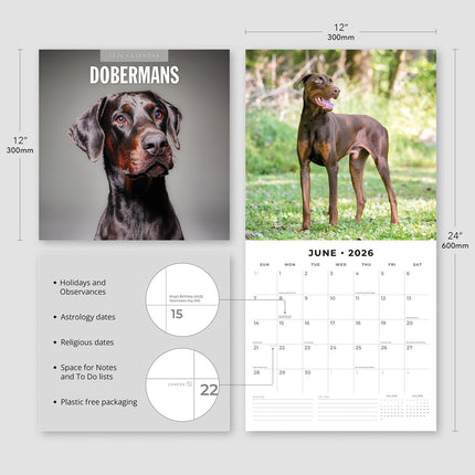 Dobermans 2026 Premium Square Wall Calendar