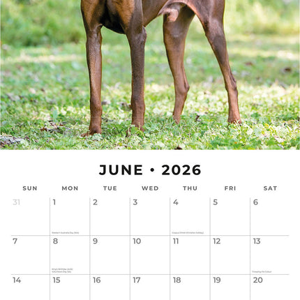 Dobermans 2026 Premium Square Wall Calendar