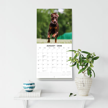 Dobermans 2026 Premium Square Wall Calendar
