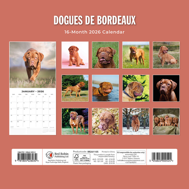 Dogues De Bordeaux 2026 Premium Square Wall Calendar