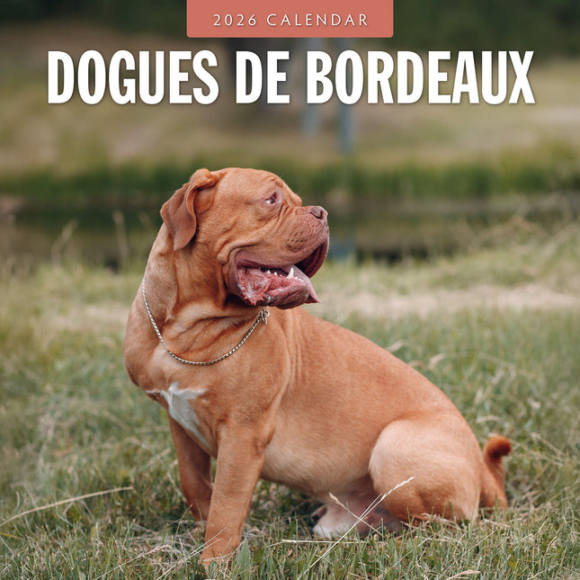 Dogues De Bordeaux 2026 Premium Square Wall Calendar
