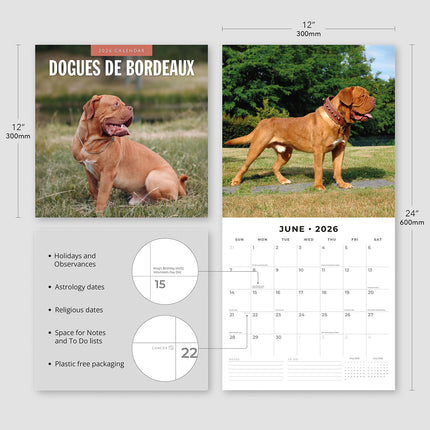 Dogues De Bordeaux 2026 Premium Square Wall Calendar