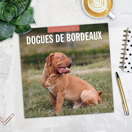 Dogues De Bordeaux 2026 Premium Square Wall Calendar