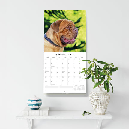 Dogues De Bordeaux 2026 Premium Square Wall Calendar