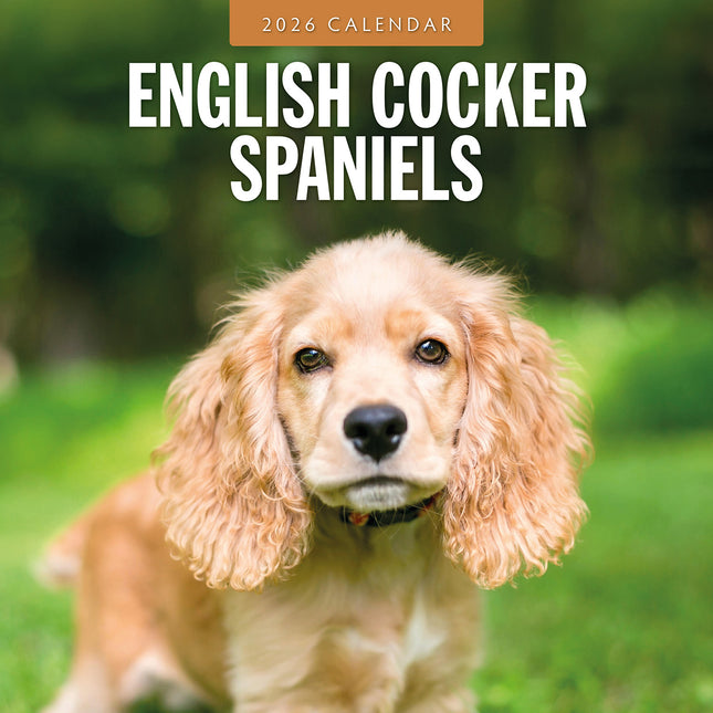 English Cocker Spaniels 2026 Premium Square Wall Calendar