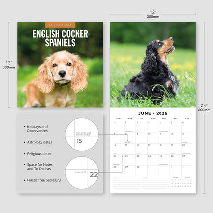 English Cocker Spaniels 2026 Premium Square Wall Calendar