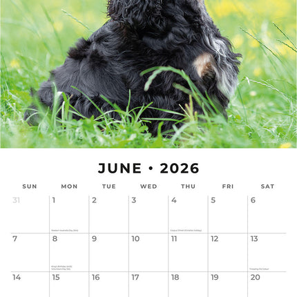 English Cocker Spaniels 2026 Premium Square Wall Calendar