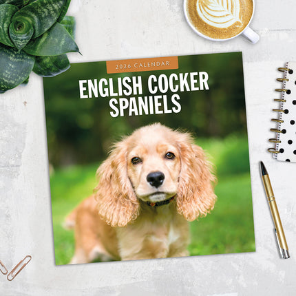 English Cocker Spaniels 2026 Premium Square Wall Calendar