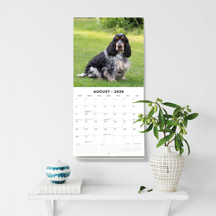 English Cocker Spaniels 2026 Premium Square Wall Calendar
