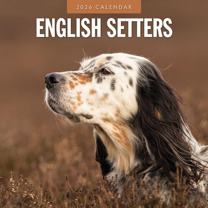 English Setters 2026 Premium Square Wall Calendar
