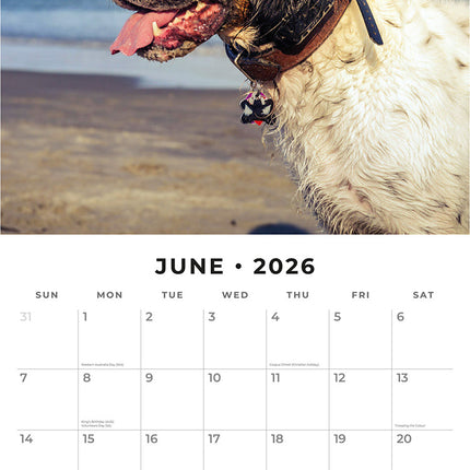 English Setters 2026 Premium Square Wall Calendar