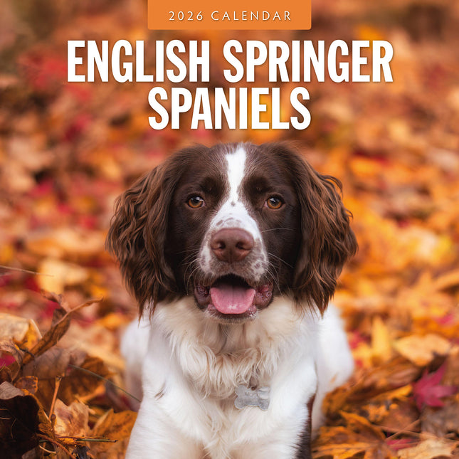 English Springer Spaniels 2026 Premium Square Wall Calendar