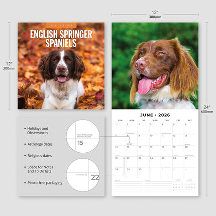 English Springer Spaniels 2026 Premium Square Wall Calendar