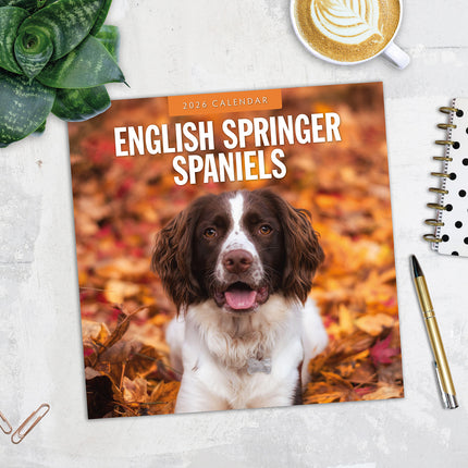 English Springer Spaniels 2026 Premium Square Wall Calendar