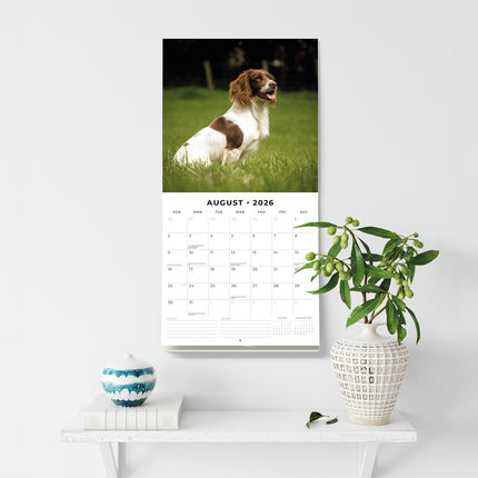 English Springer Spaniels 2026 Premium Square Wall Calendar