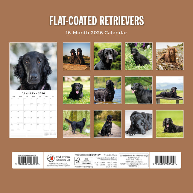 Flat Coated Retrievers 2026 Premium Square Wall Calendar