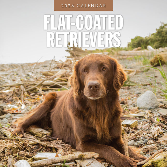 Flat Coated Retrievers 2026 Premium Square Wall Calendar