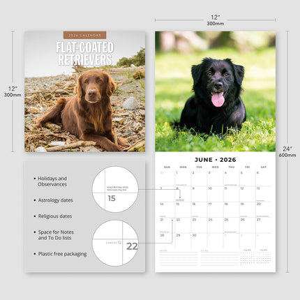 Flat Coated Retrievers 2026 Premium Square Wall Calendar
