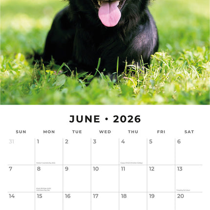 Flat Coated Retrievers 2026 Premium Square Wall Calendar