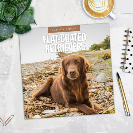 Flat Coated Retrievers 2026 Premium Square Wall Calendar