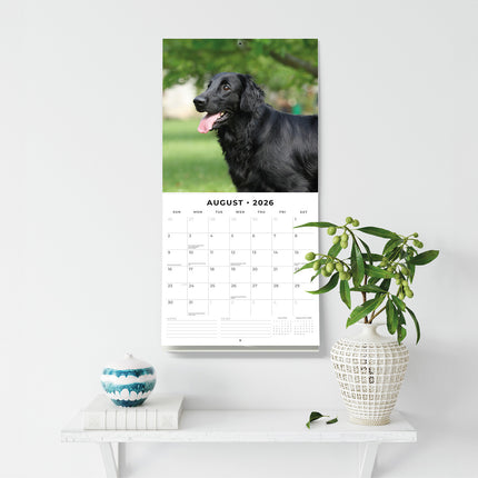 Flat Coated Retrievers 2026 Premium Square Wall Calendar