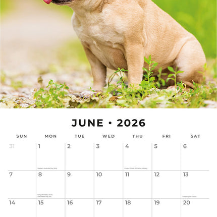 French Bulldogs 2026 Premium Square Wall Calendar