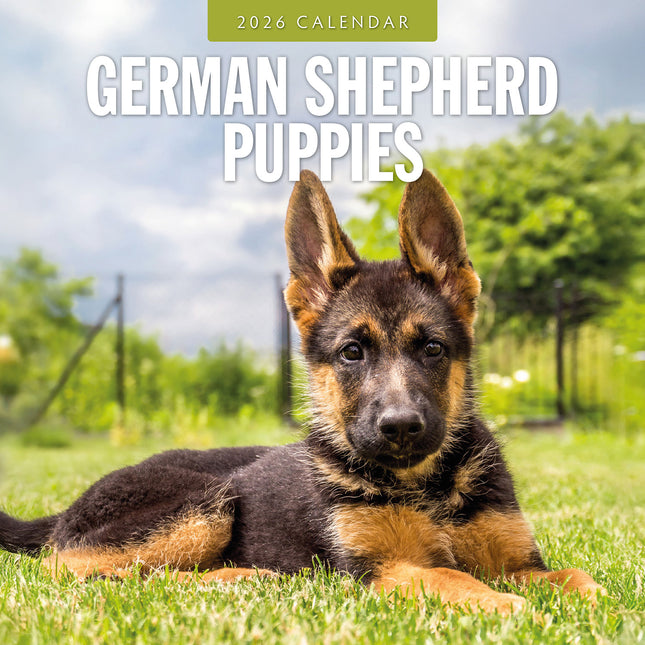 German Shepherd Puppies 2026 Premium Square Wall Calendar