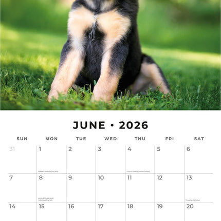 German Shepherd Puppies 2026 Premium Square Wall Calendar