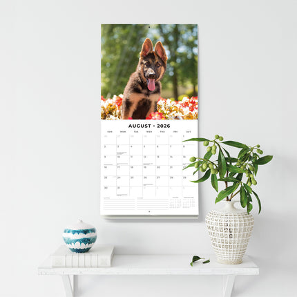 German Shepherd Puppies 2026 Premium Square Wall Calendar