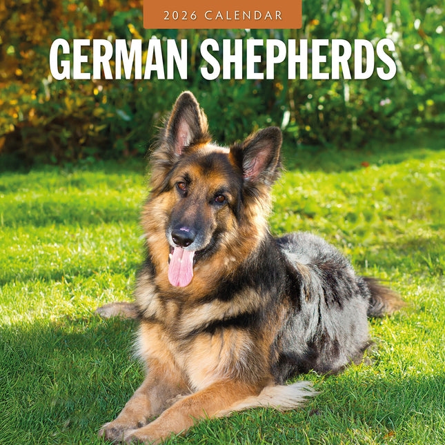 German Shepherds 2026 Premium Square Wall Calendar