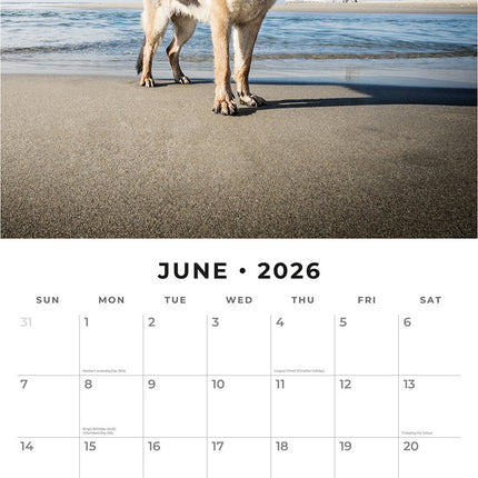German Shepherds 2026 Premium Square Wall Calendar