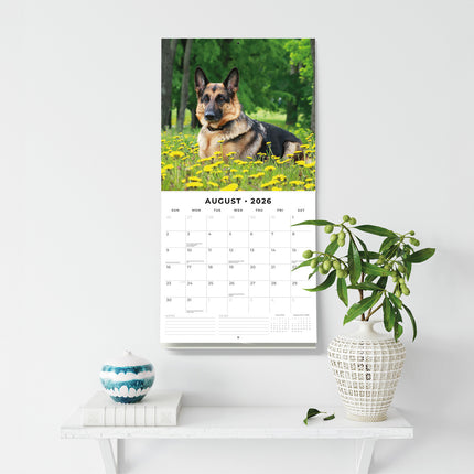 German Shepherds 2026 Premium Square Wall Calendar