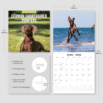 German Shorthaired Pointers 2026 Premium Square Wall Calendar