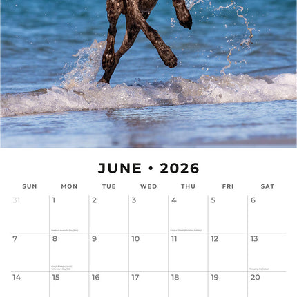 German Shorthaired Pointers 2026 Premium Square Wall Calendar